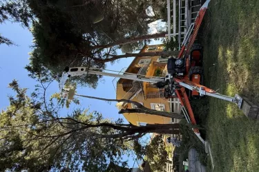 Abattage d'un pin à Béziers